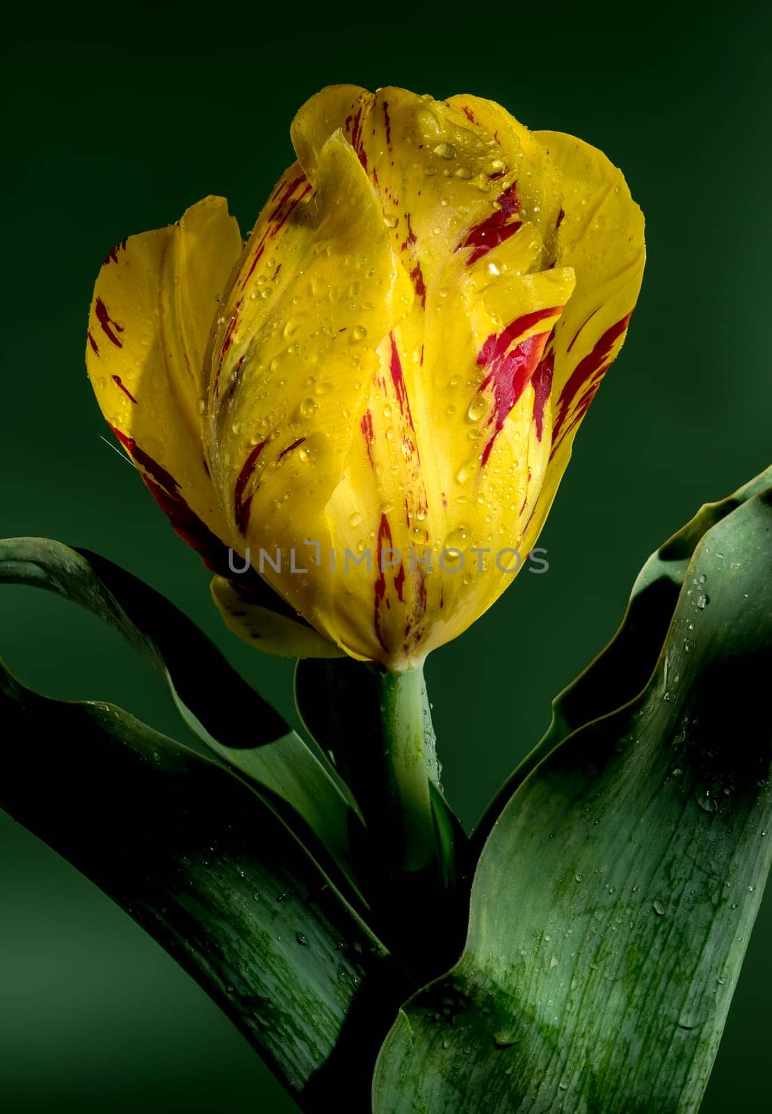 Blooming Tulip La Courtine Parrot on a green background by Multipedia