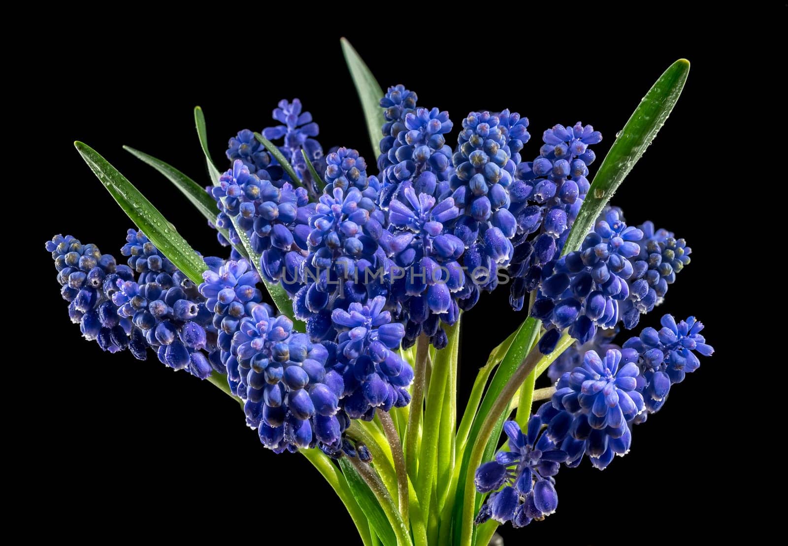 Beautiful blooming grape hyacinth Muscari Alida flower isolated on a black background. Flower head close-up.