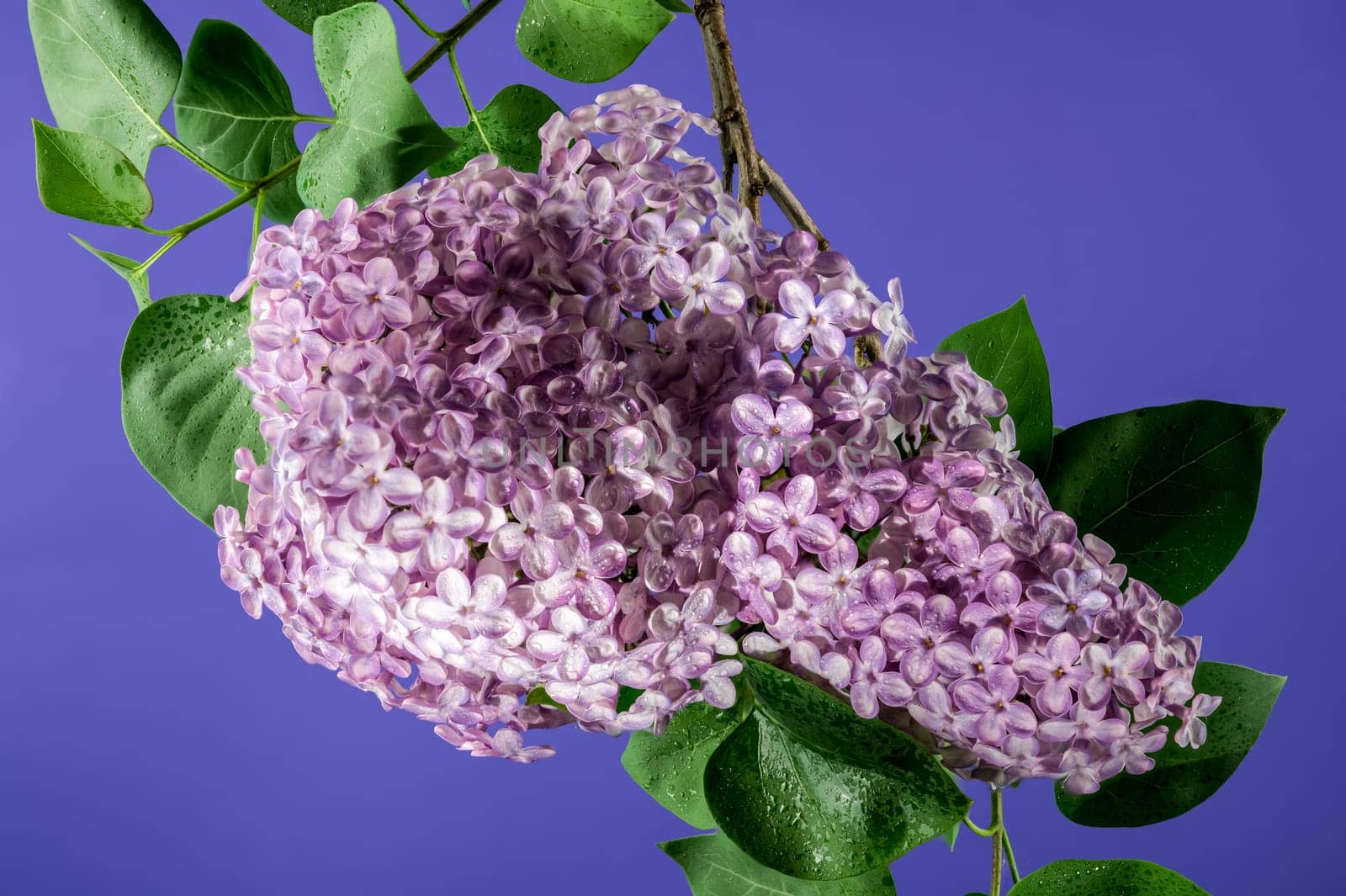 Blooming Pink flowers of Common lilac on a violet background by Multipedia