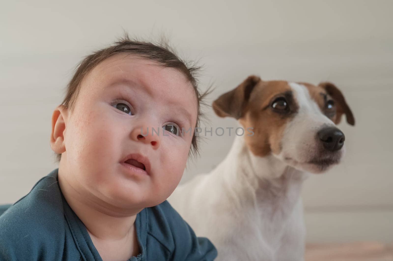 Portrait of a Jack Russell Terrier dog and a three-month-old boy lying on the bed