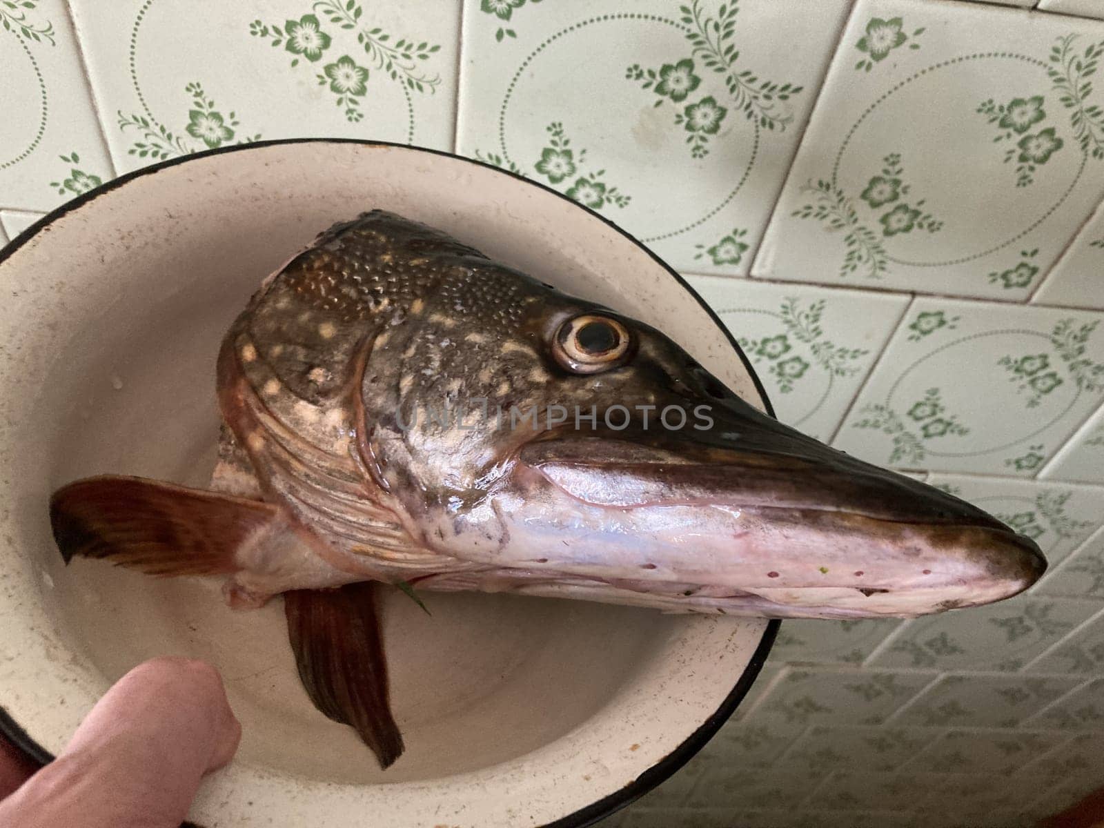 Severed head of a large pike by architectphd