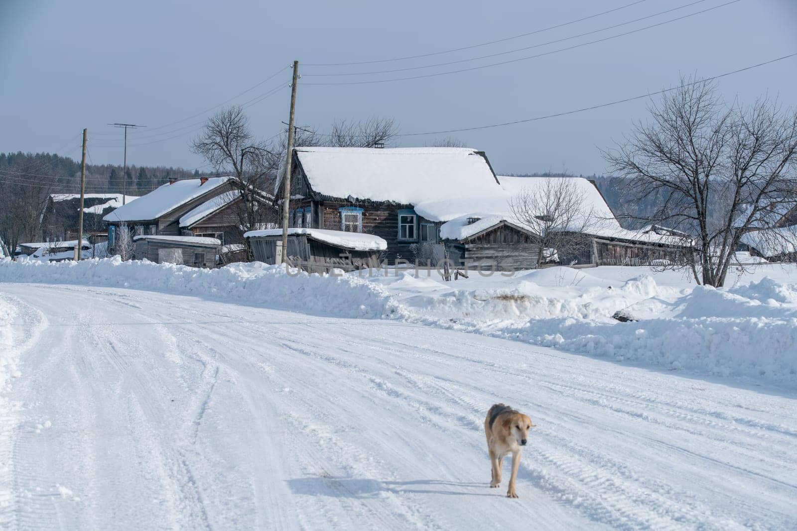 Winter time. Image of dog runs through village by rivertime