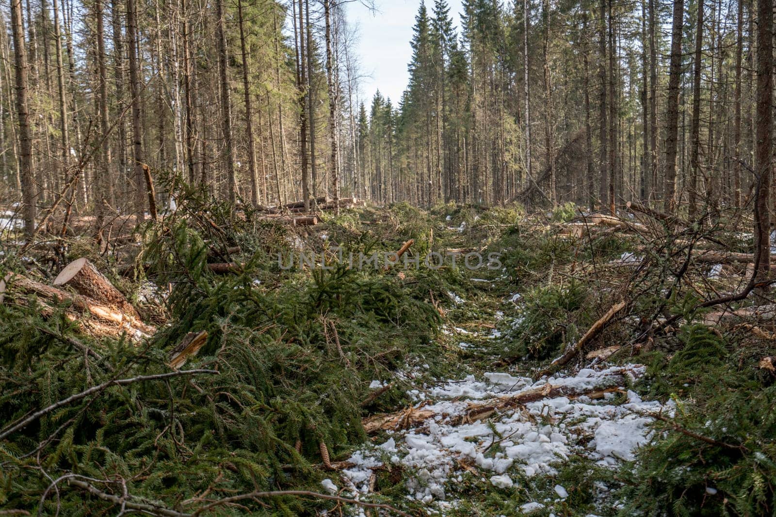 Image of coniferous forest after felling by rivertime