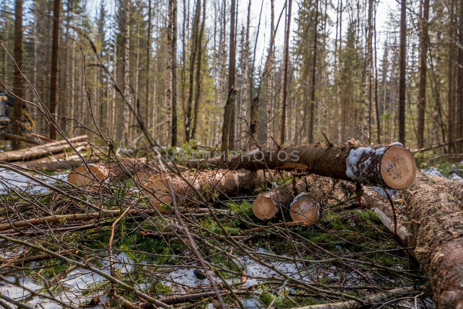 Forestry. Image of spruce trunks after felling, close-up