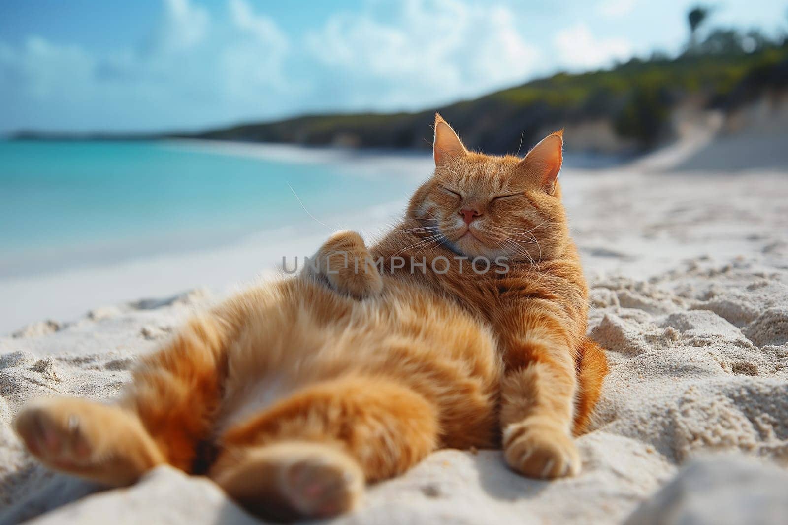 Orange fat cat relax on a sand beach lay on sand