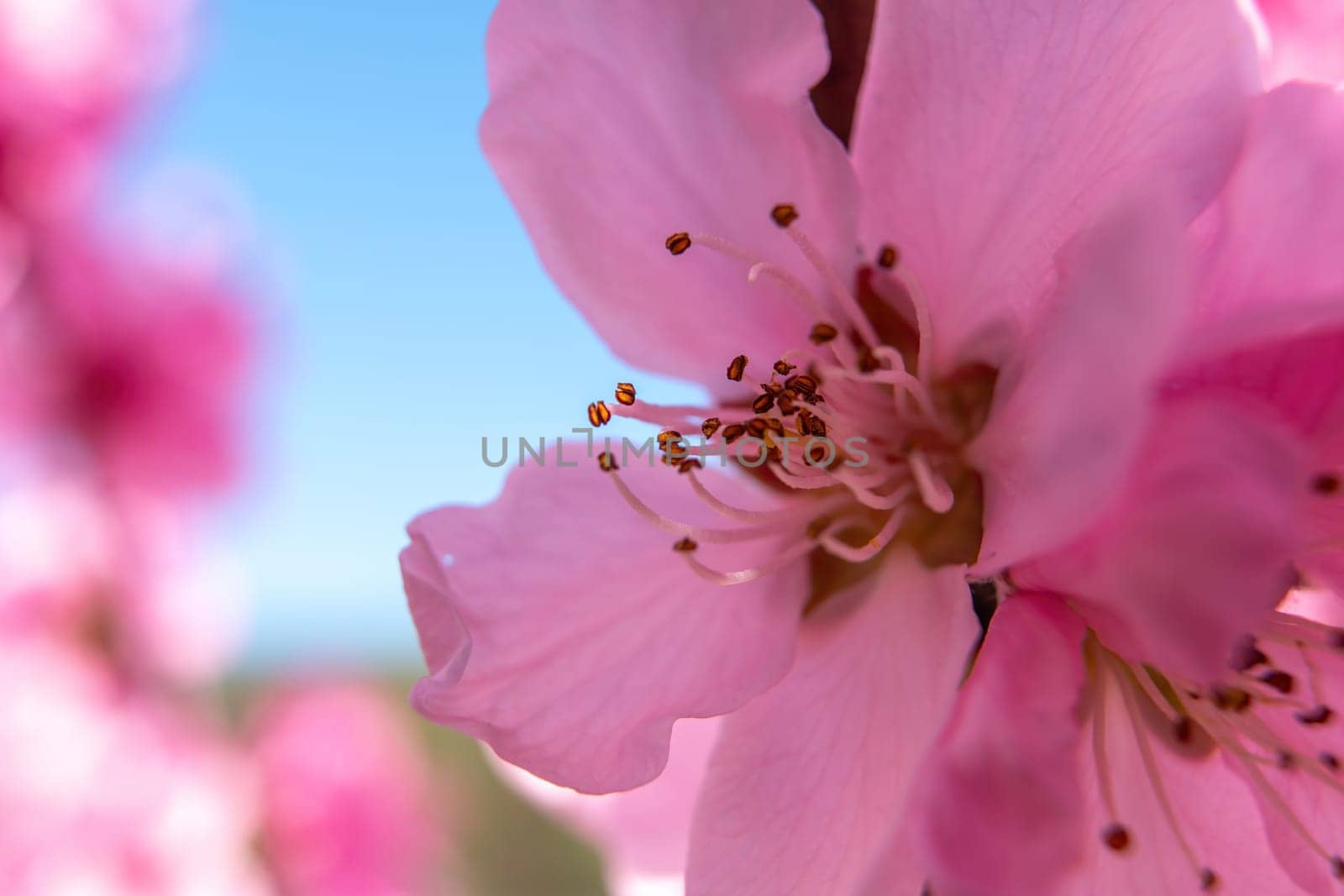 close up pink peach flower against a blue sky. The flower is the main focus of the image, and it is in full bloom. by Matiunina