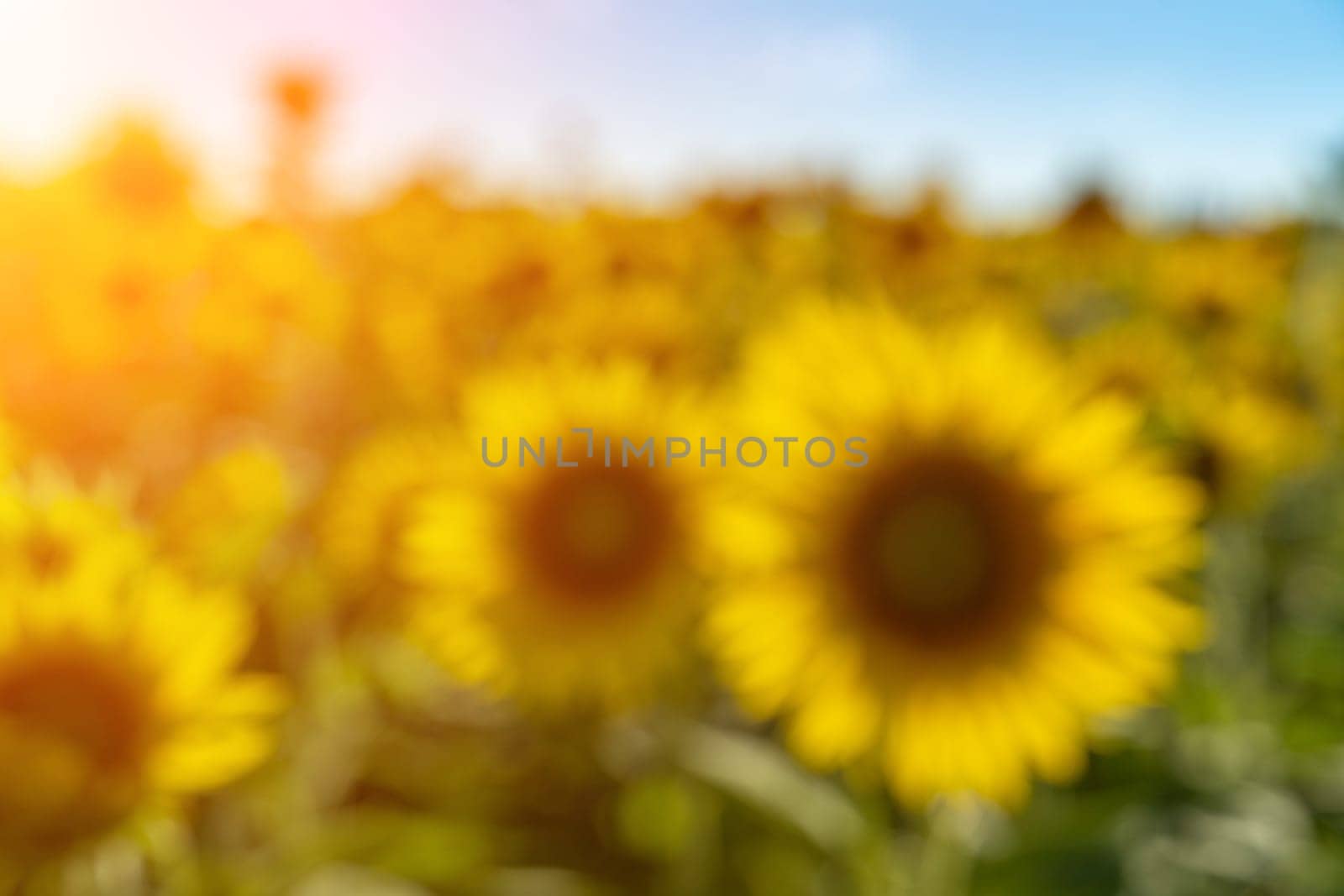 In blur sunflower flower on agriculture field, sunflower cultivation for production. by Matiunina
