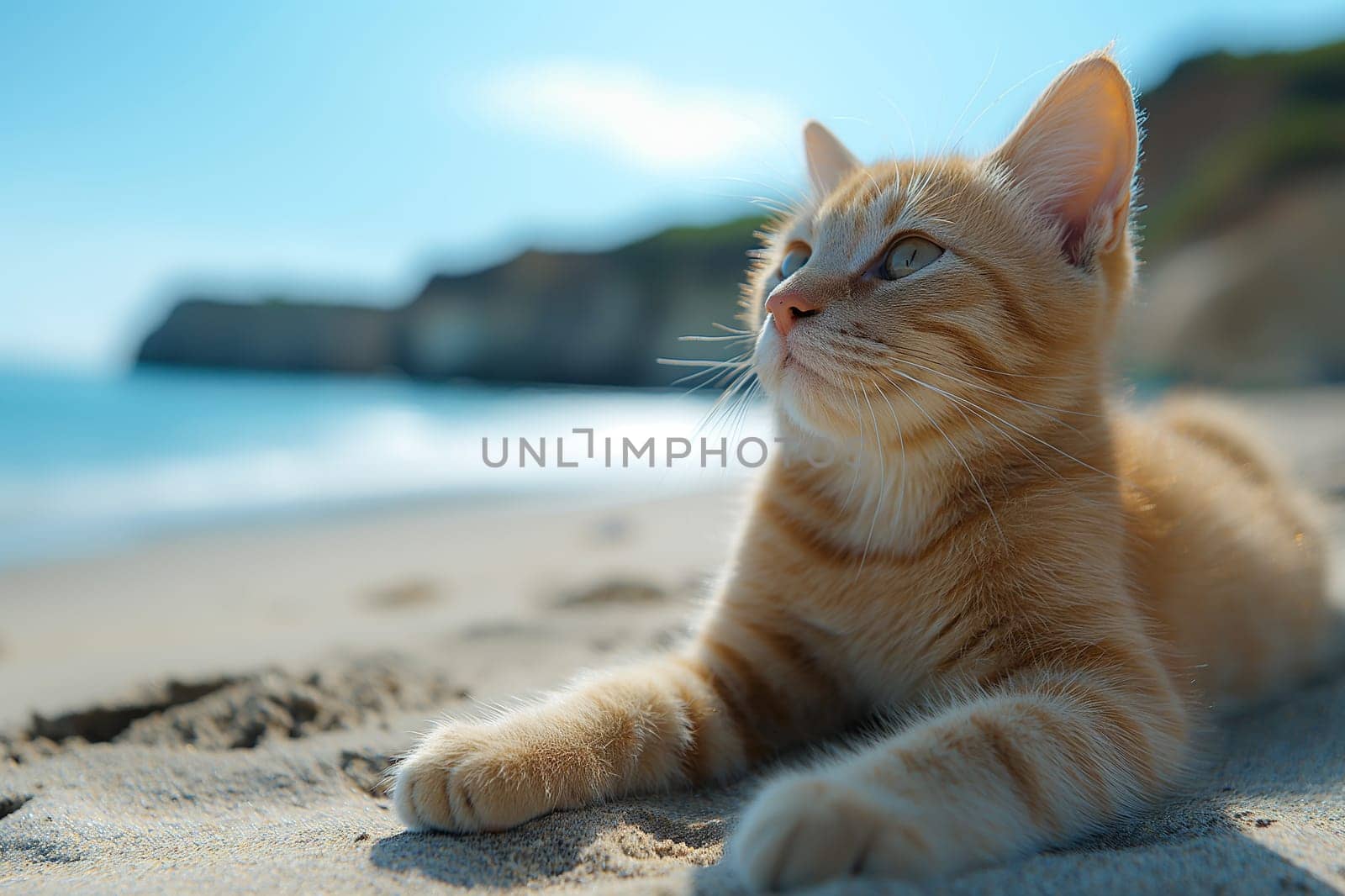 A cat at the beach relaxing sitting on sand on a sunny beautiful day