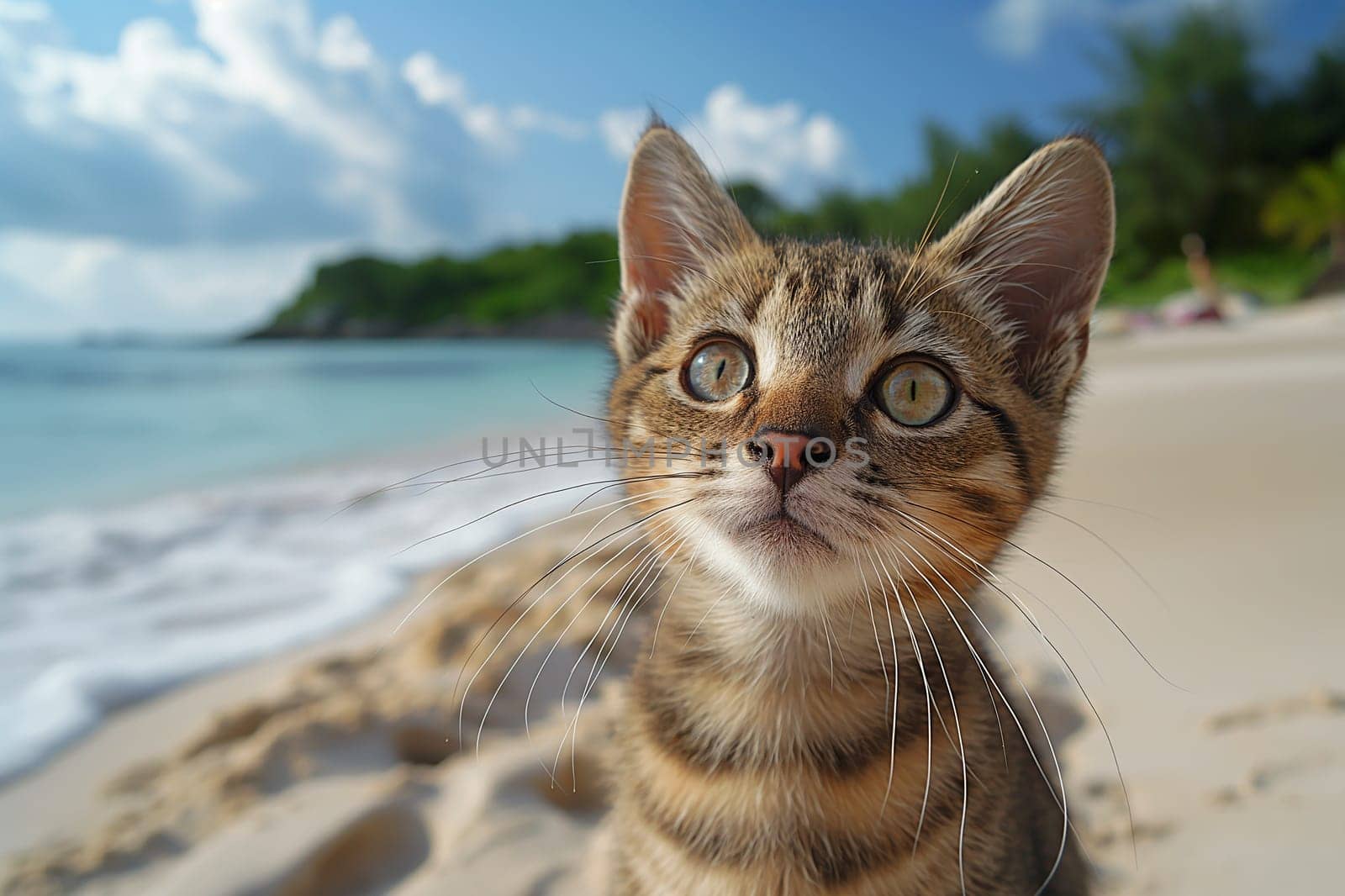 A cat on a beach looking at the sea, in a sunny beautiful sunny day