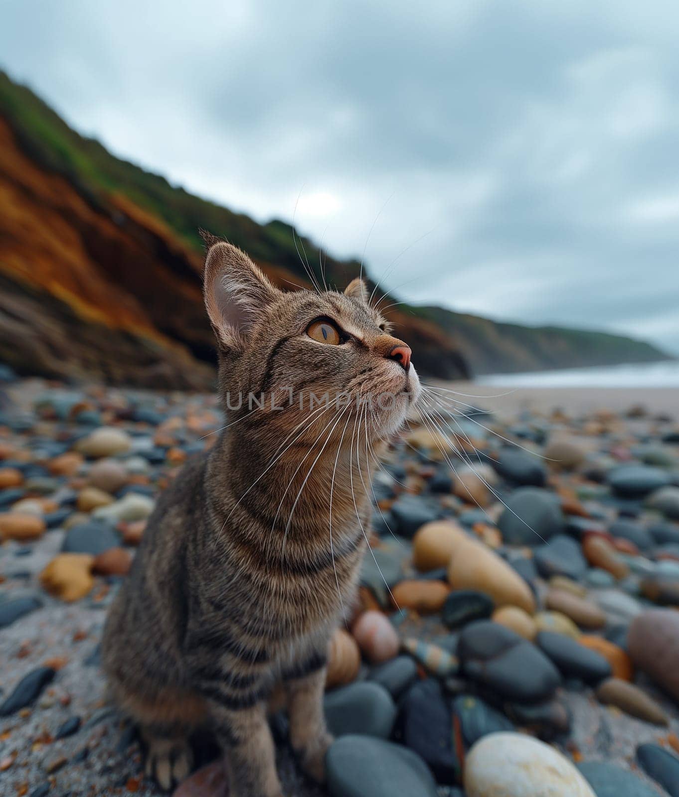 A cat on a pebble beach on sunny day