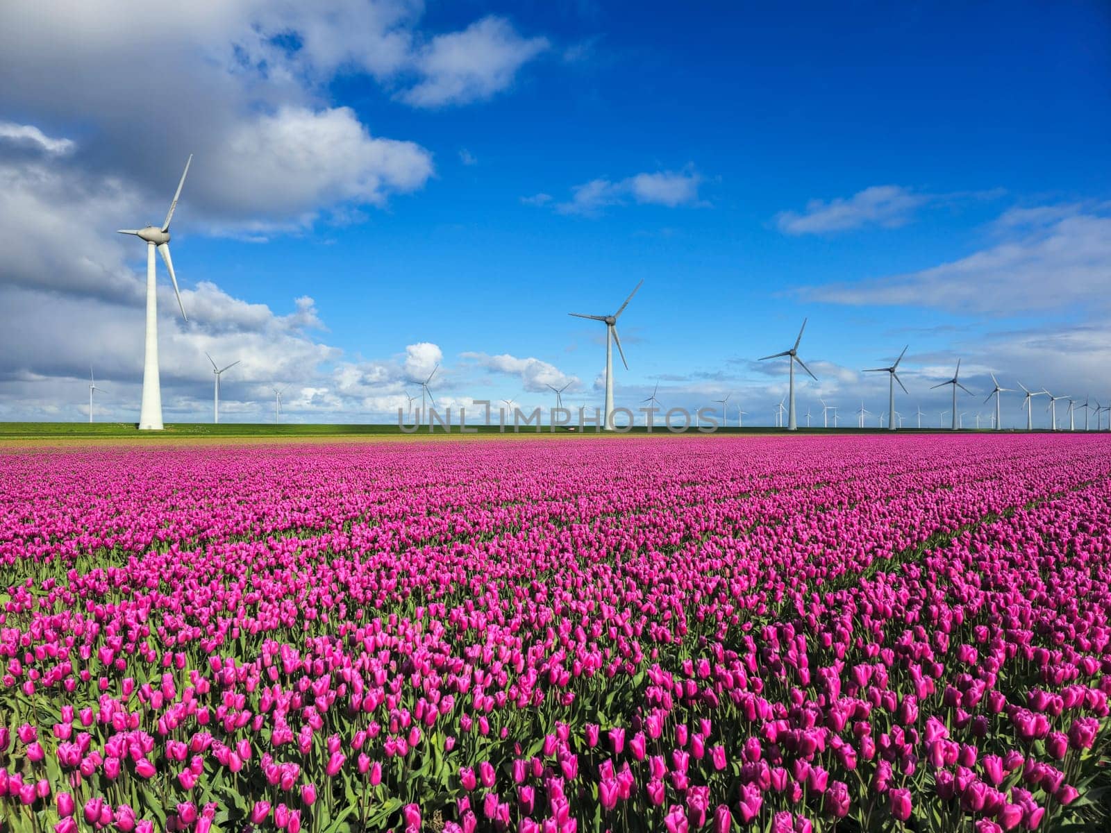 A mesmerizing sight of a vast field of purple tulips dancing in the wind, with majestic windmill turbines standing tall in the background under the clear Spring sky in the Noordoostpolder Netherlands