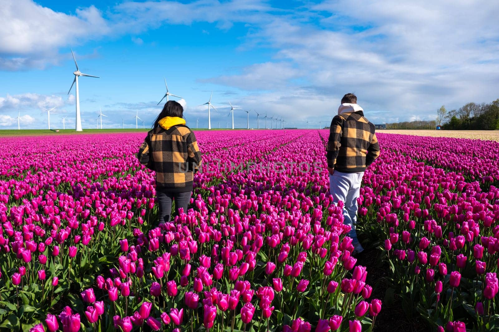 Two individuals stand gracefully in a vibrant field of purple tulips, surrounded by the beauty of spring in the Netherlands. couple of men and women in a tulip field