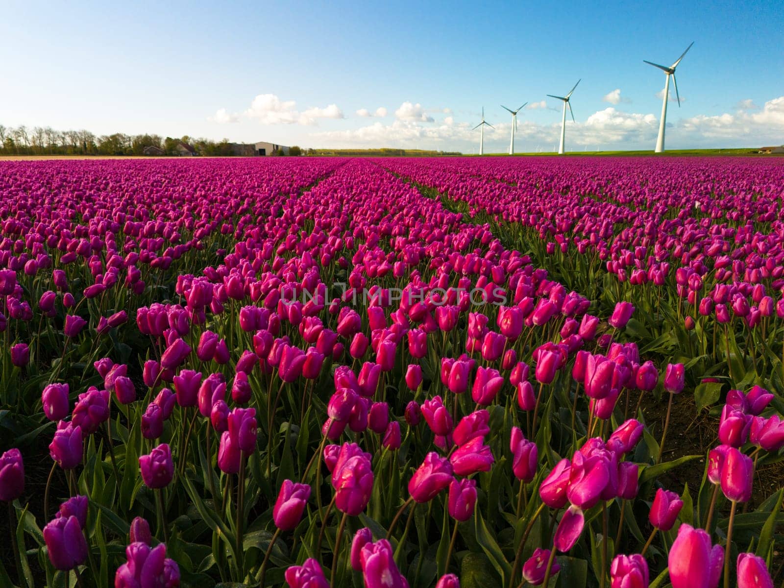 A breathtaking display of a field blanketed with vibrant pink tulips, swaying gracefully as windmills stand tall in the background, capturing the essence of spring in the Netherlands.