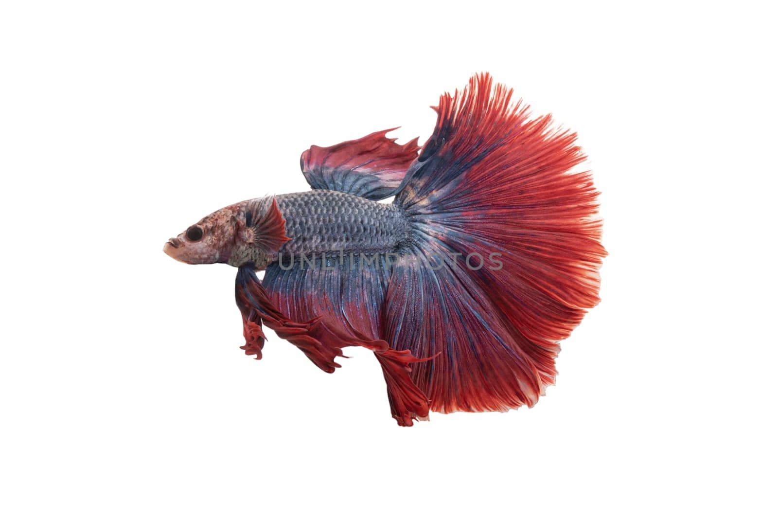 Detail of Red betta fish or Siamese fighting fish isolated on white background with clipping path. by tosirikul