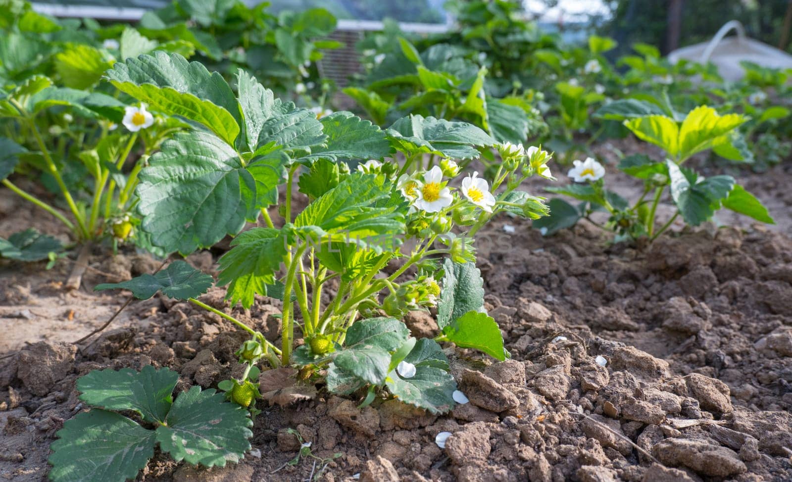 Blooming strawberry bushes. Strawberry plants with flowers and berries