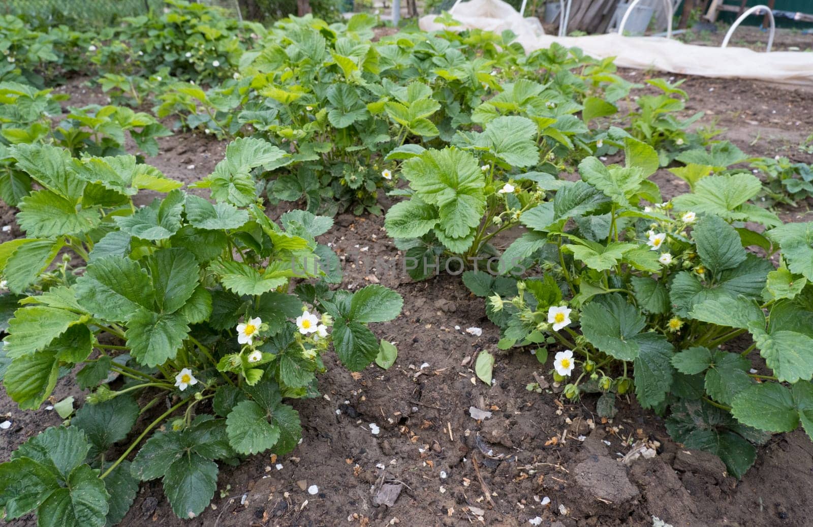 Blooming strawberry bushes. Strawberry plants with flowers and berries. by Ekaterina34