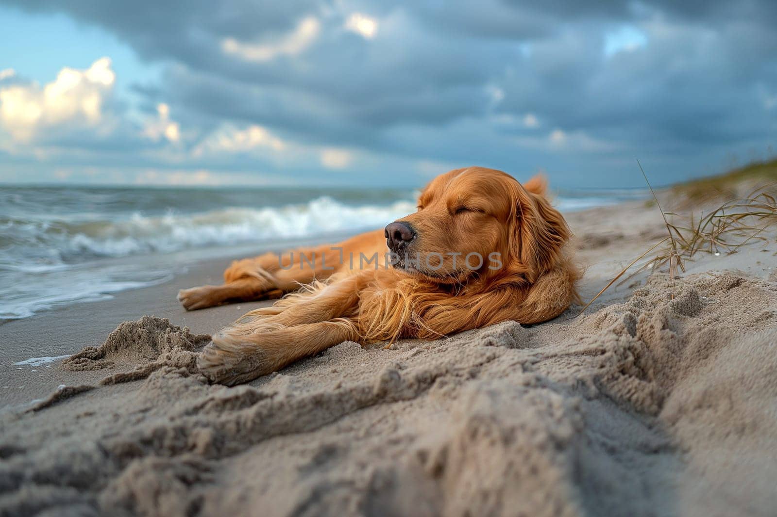 Happy golden retriever on the beach