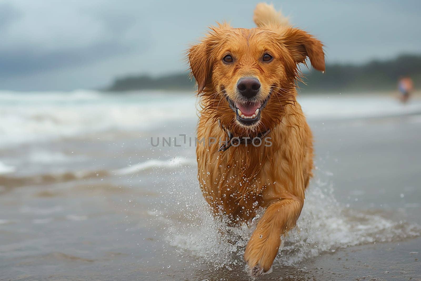 Happy dog running on the beach by Hype2art