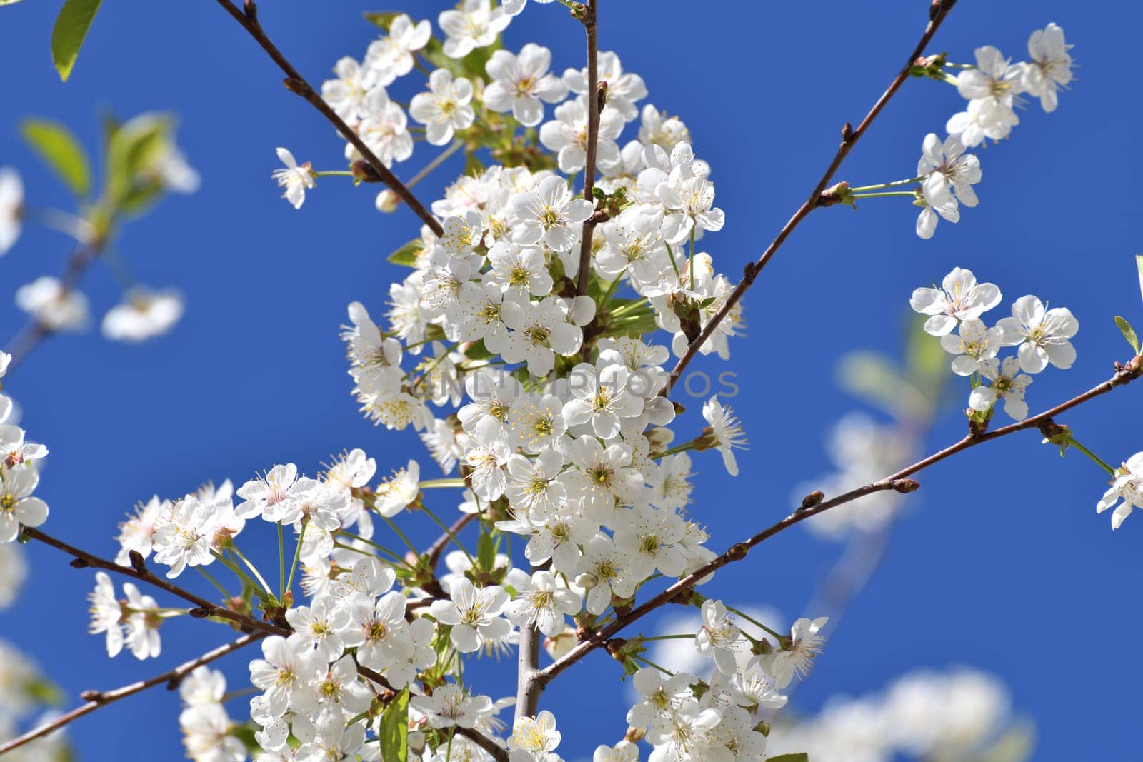 A sprig of white cherry blossoms against a blue sky by olgavolodina