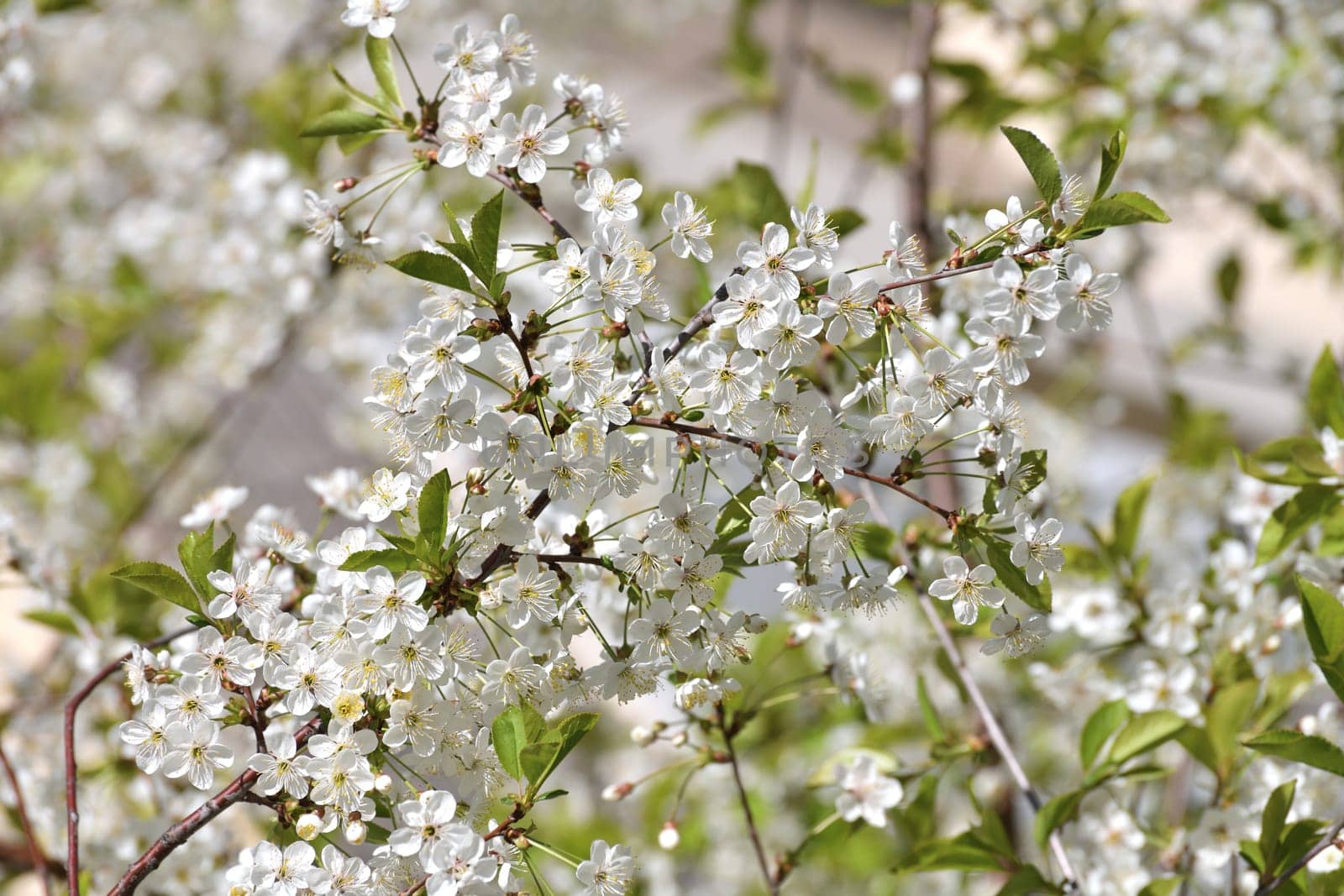 A sprig of a white cherry blossoms by olgavolodina