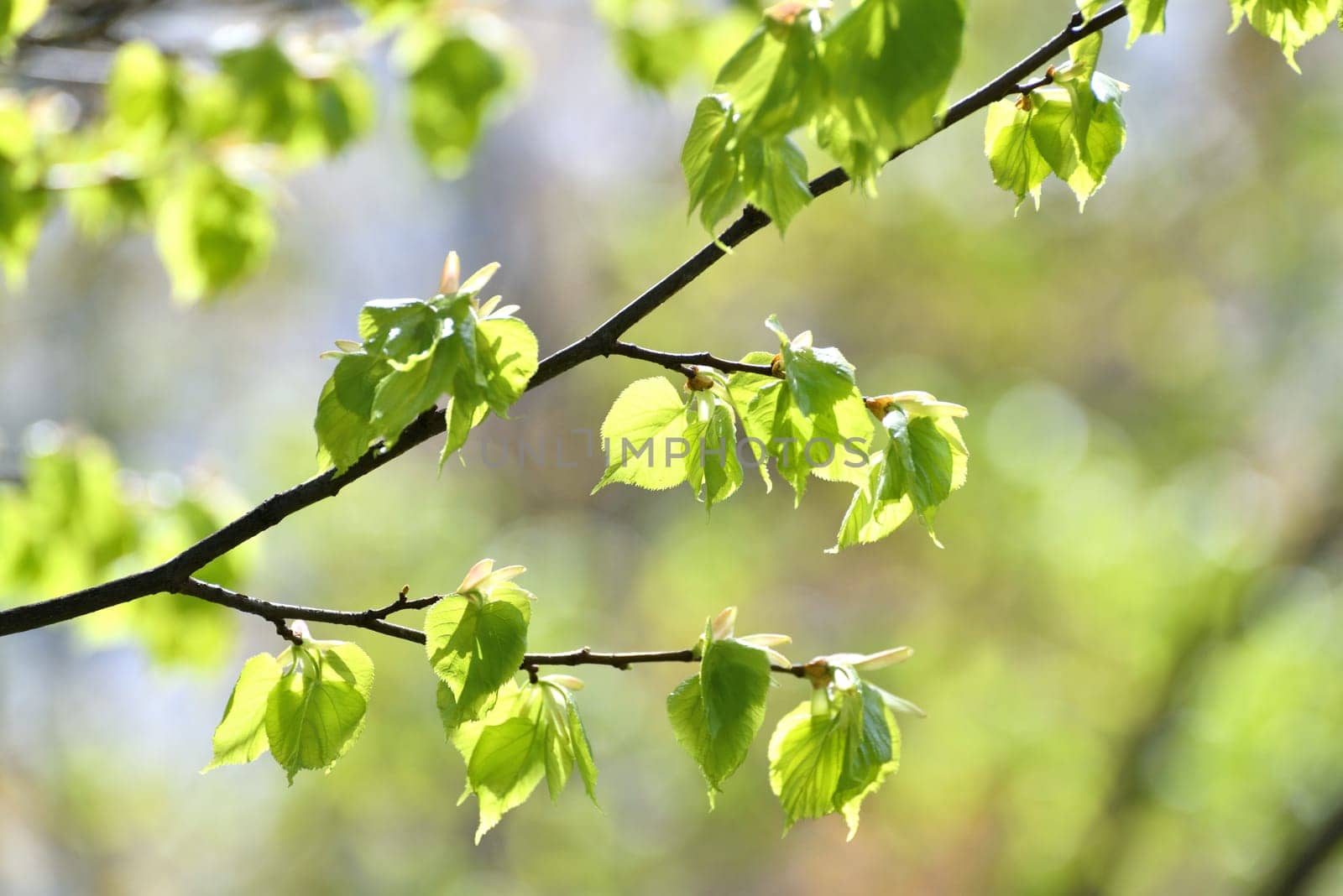 Young small linden leaves in an early spring by olgavolodina