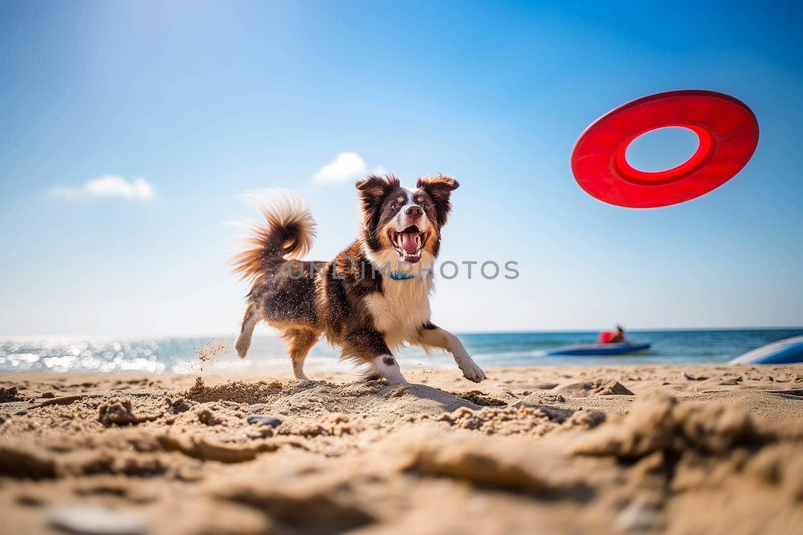 Happy dog jump playing with a frisbee at the beach