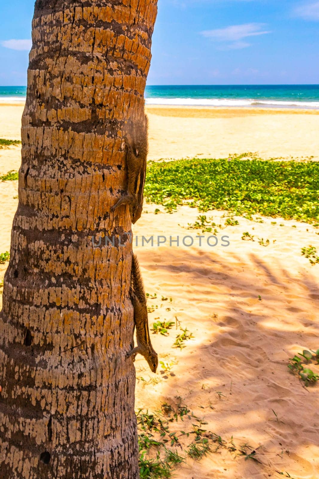 Chipmunks squirrel climb a palm tree in Bentota Beach Galle District Southern Province Sri Lanka.