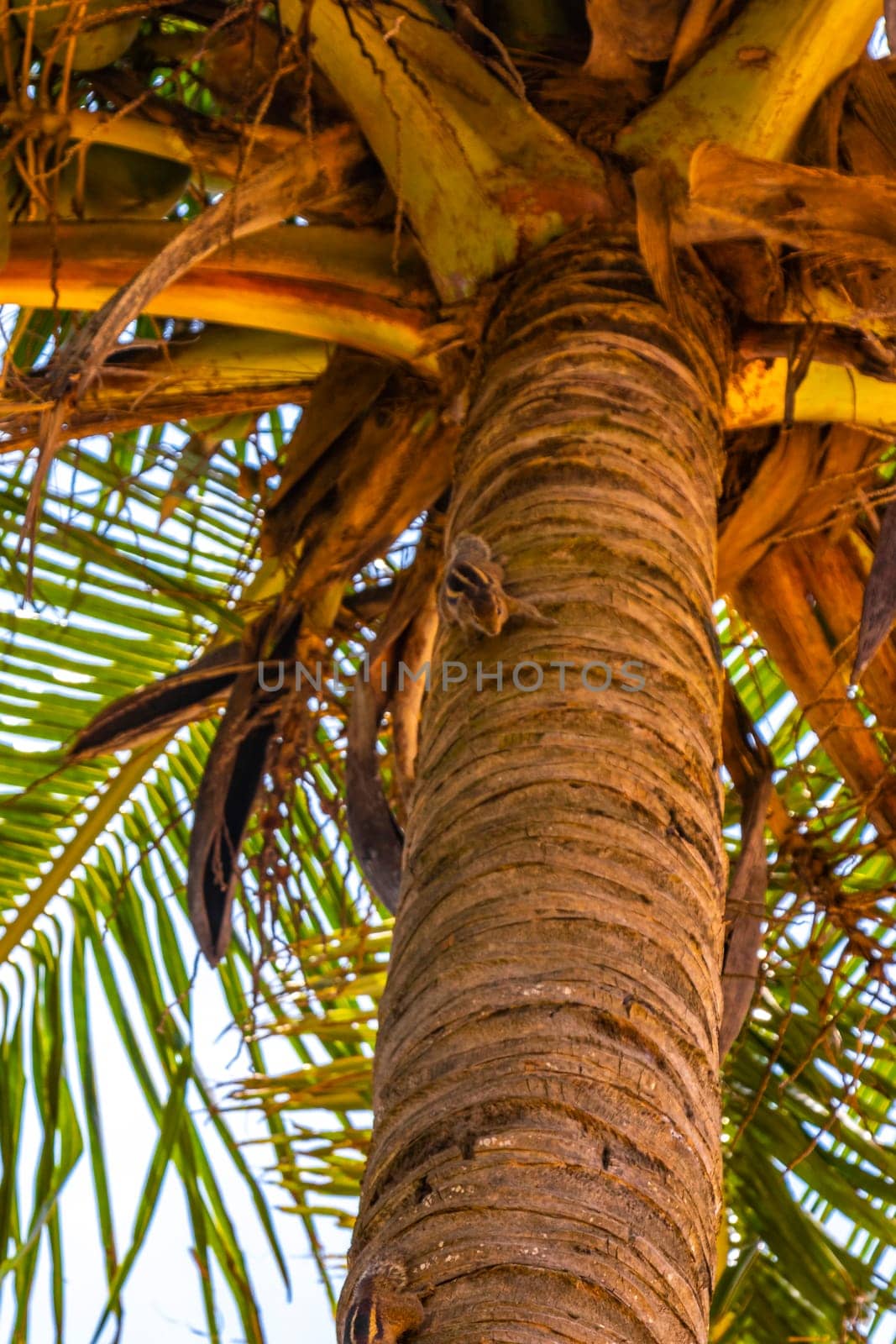 Chipmunks squirrel climb a palm tree in Bentota Beach Galle District Southern Province Sri Lanka.