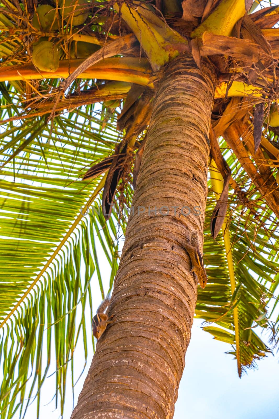 Chipmunks squirrel climb a palm tree Bentota Beach Sri Lanka. by Arkadij