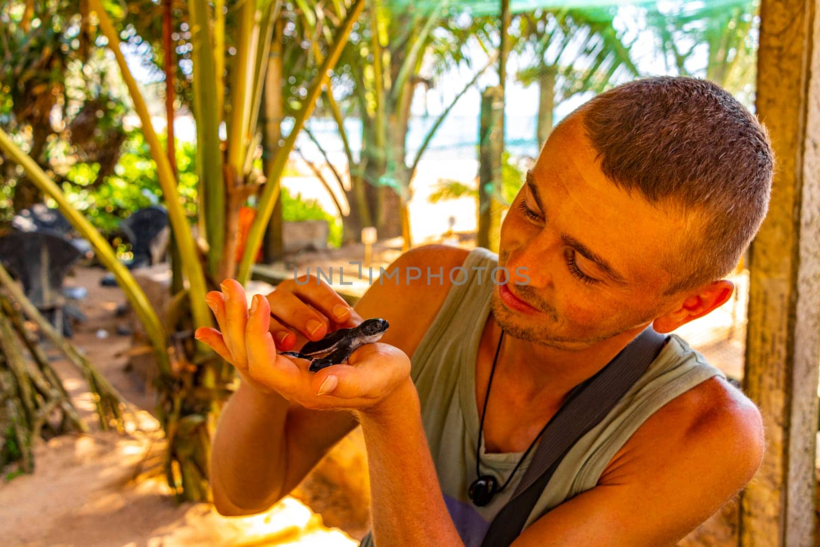 Man holds baby sea turtle hawksbill turtle loggerhead sea turtle. by Arkadij