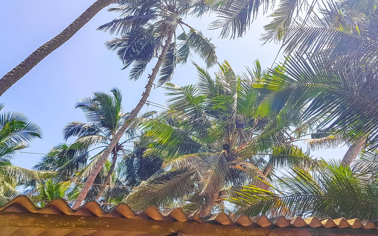 Man climbs a palm tree to harvest coconuts Sri Lanka. by Arkadij