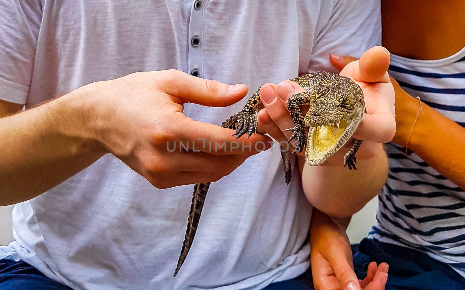Baby crocodile from the mangroves in hand in Sri Lanka. by Arkadij