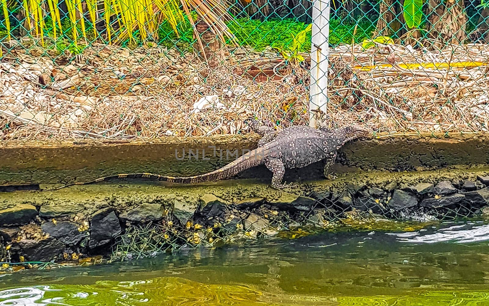 Large monitor lizard in tropical nature Bentota Beach Sri Lanka. by Arkadij