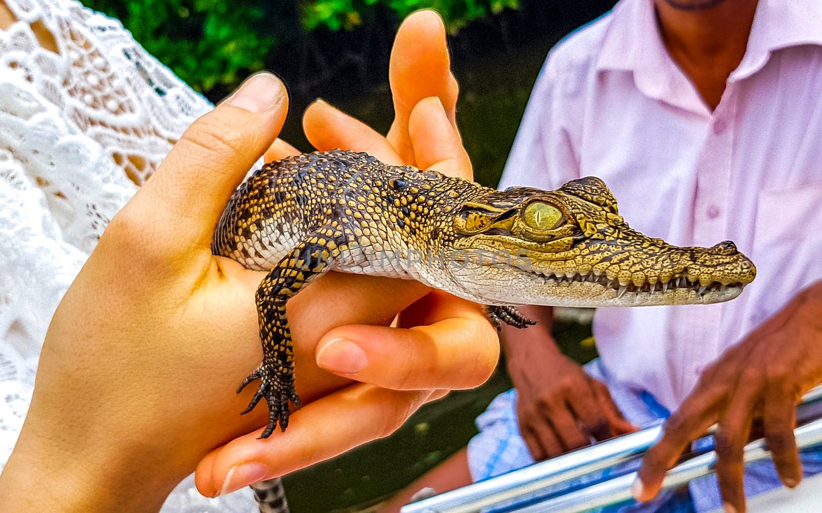 Baby crocodile holding in hand at Boat Safari in Bentota Ganga river mangrove jungle in Bentota Ganga river Bentota Beach Galle District Southern Province Sri Lanka.