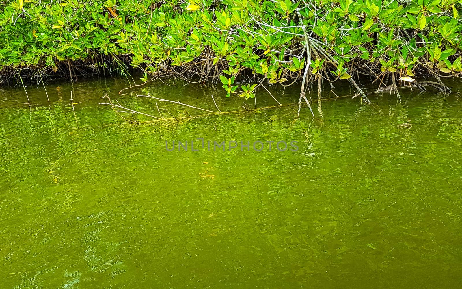 Boat safari through tropical natural mangrove jungle forest in Bentota Ganga River Lake in Bentota Beach Galle District Southern Province Sri Lanka.