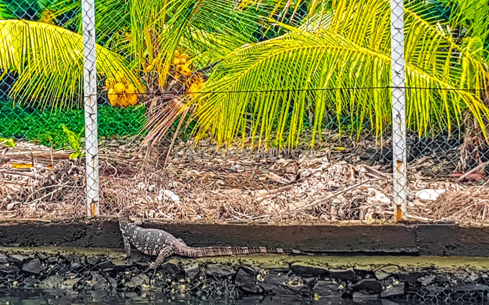 Large monitor lizard in tropical nature Bentota Beach Sri Lanka. by Arkadij