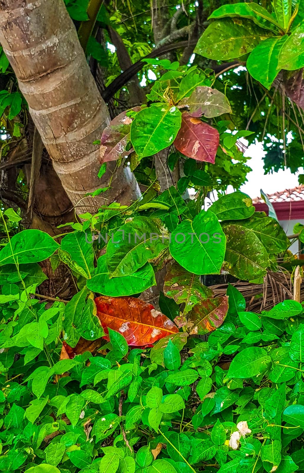 Boat safari through tropical natural mangrove jungle forest in Bentota Ganga River Lake in Bentota Beach Galle District Southern Province Sri Lanka.