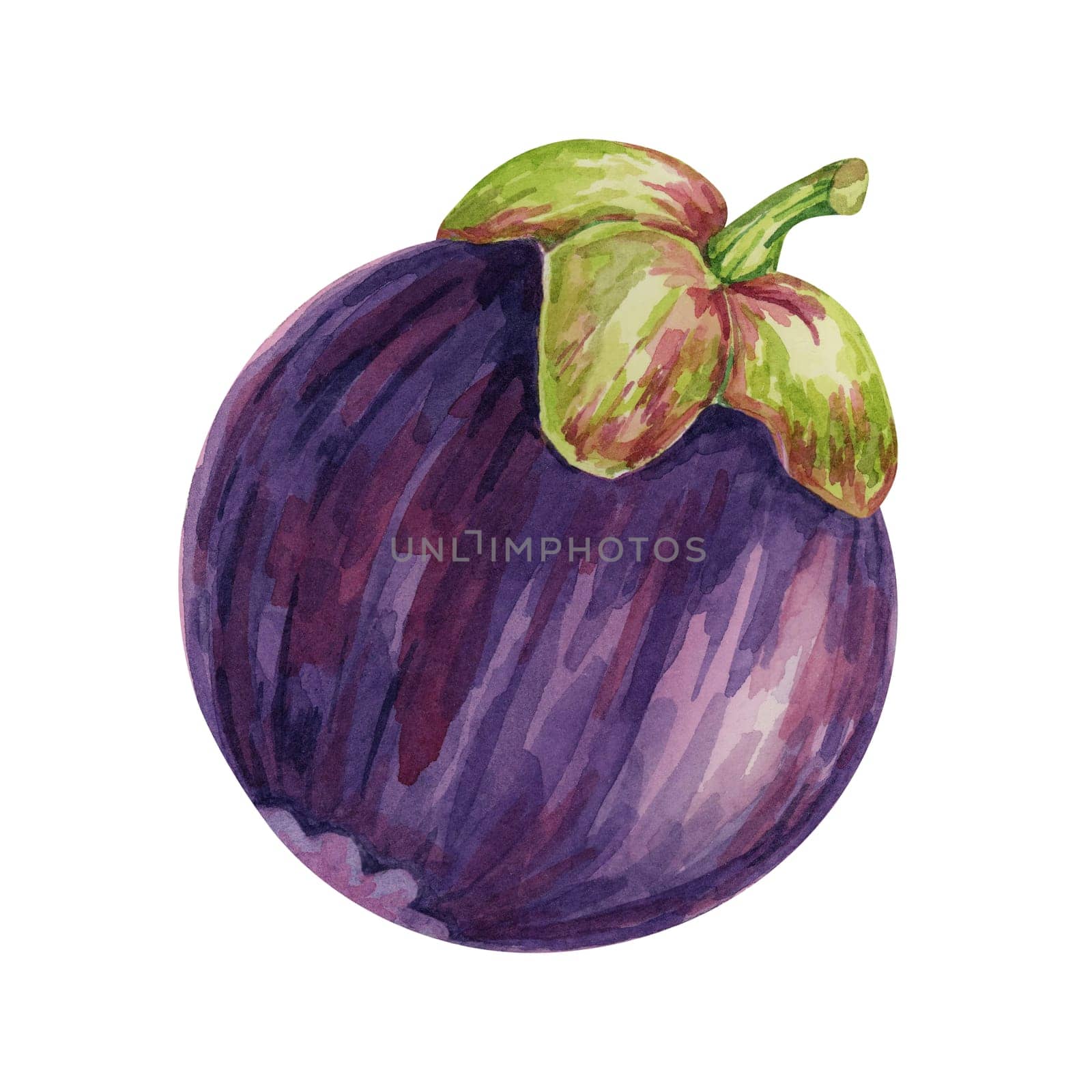 Purple mangosteen, tropical exotic Asian fruit clipart. Garcinia mangostana isolated watercolor illustration for sticker, label, food packaging, menu by Fofito