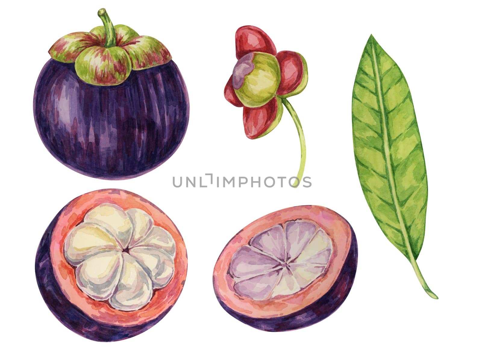 Purple mangosteen, flower, leaf, tropical exotic Asian fruit clipart. Garcinia mangostana watercolor illustration for sticker, label, food packaging by Fofito