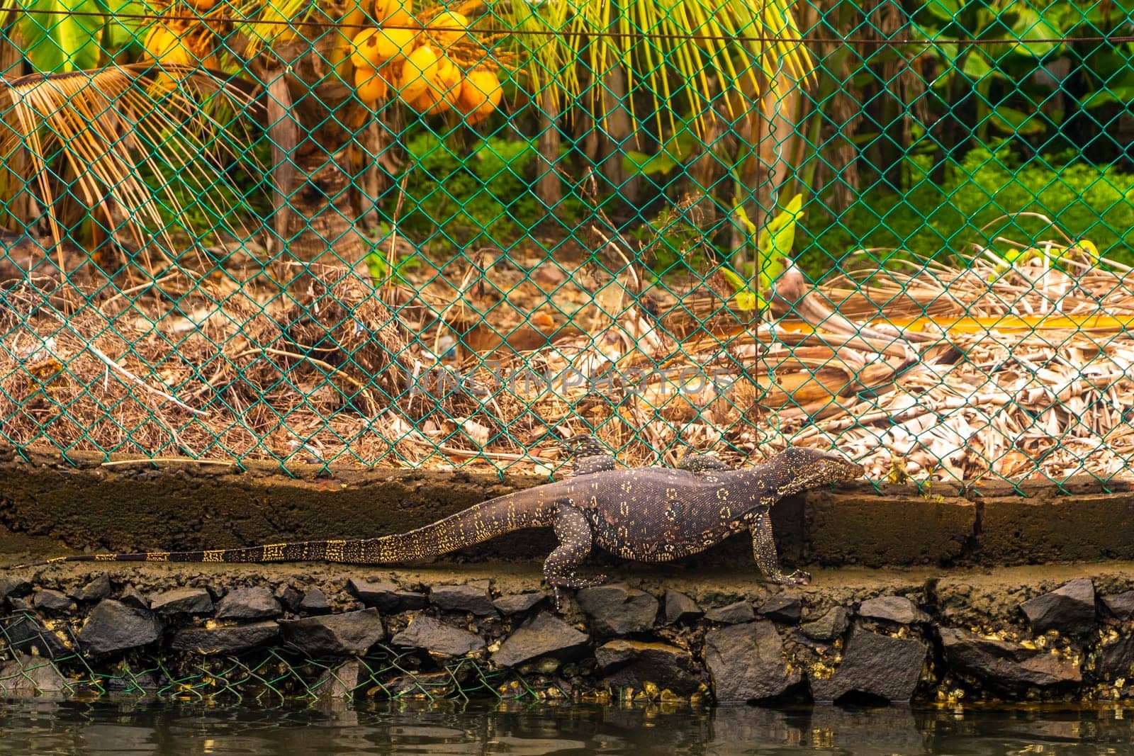 Large monitor lizard in tropical nature Bentota Beach Sri Lanka. by Arkadij