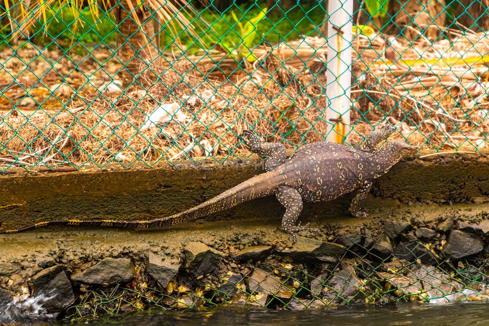 Large monitor lizard in tropical nature Bentota Beach Sri Lanka. by Arkadij