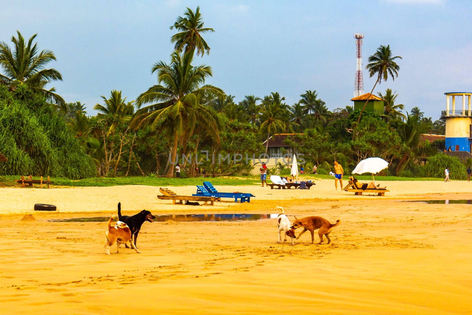 Stray dogs playing and having fun on beach sand in Bentota Beach on Sri Lanka island.