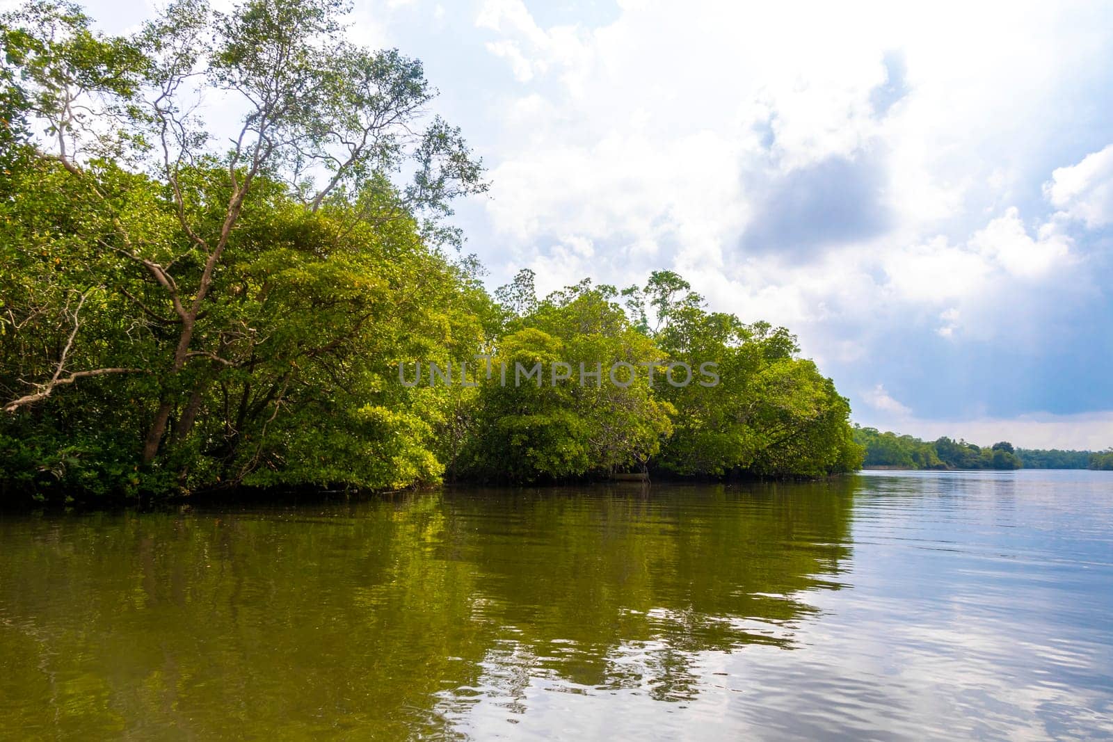 Boat safari through tropical natural mangrove jungle forest in Bentota Ganga River Lake in Bentota Beach Galle District Southern Province Sri Lanka.