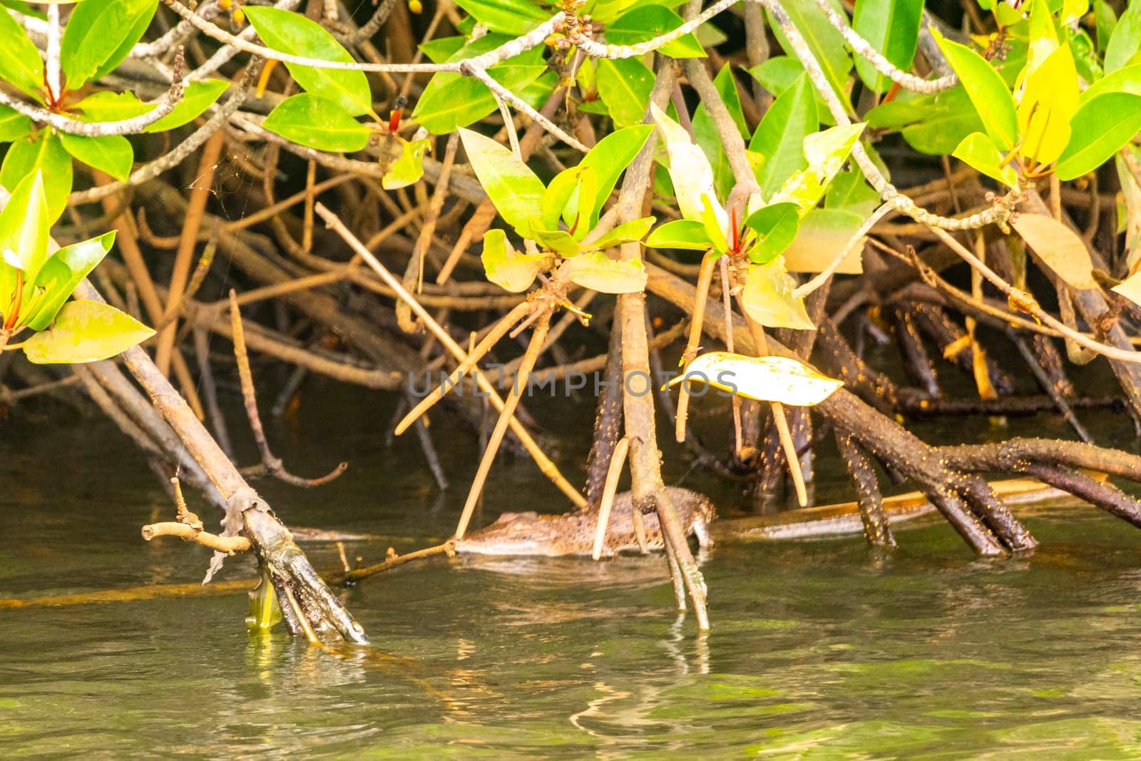 Small baby crocodile alligator in tropical mangrove river Bentota Ganga in Bentota Beach Galle District Southern Province Sri Lanka.