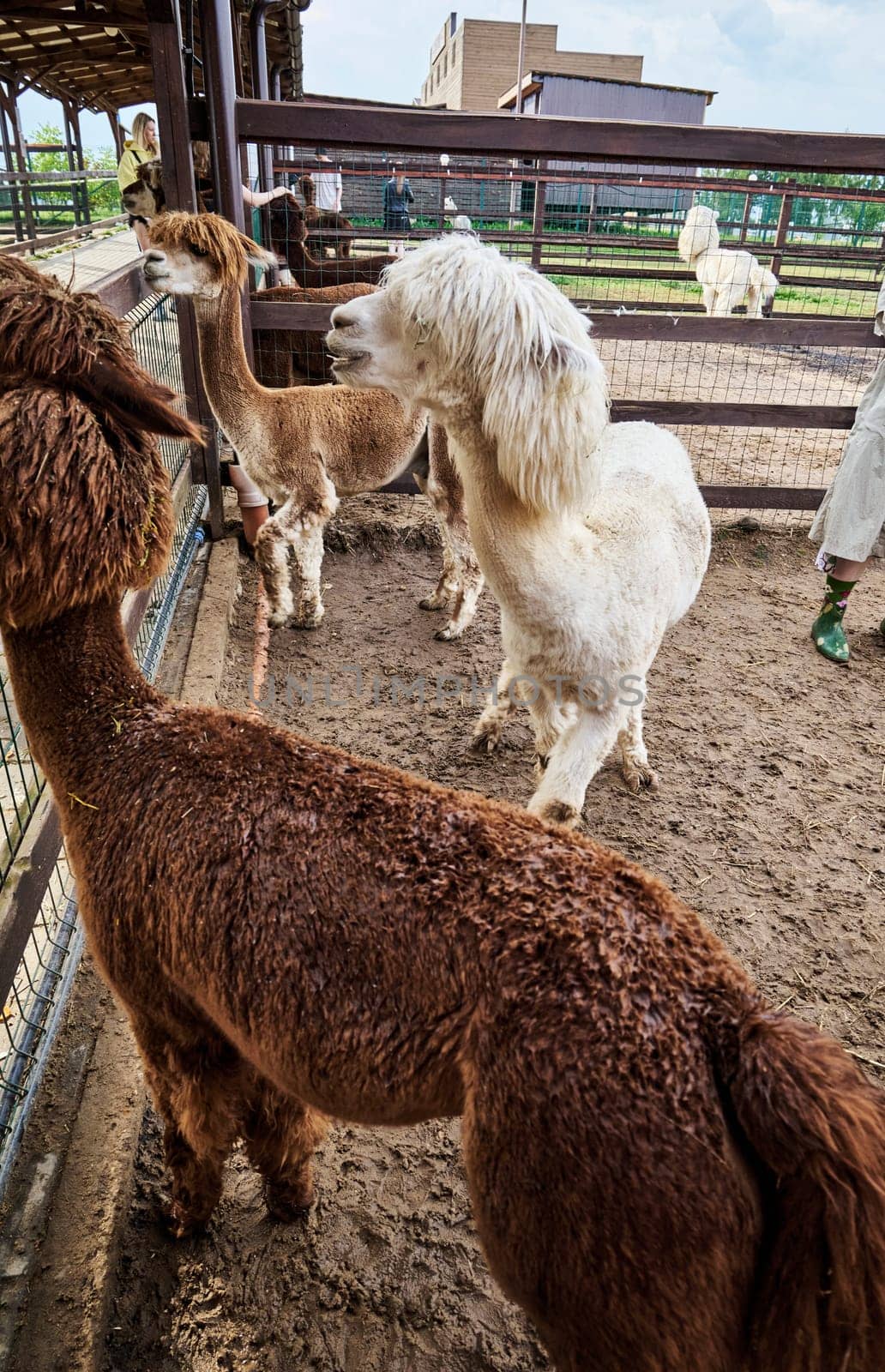Hairy alpacas standing in a pen at the zoo. High quality photo