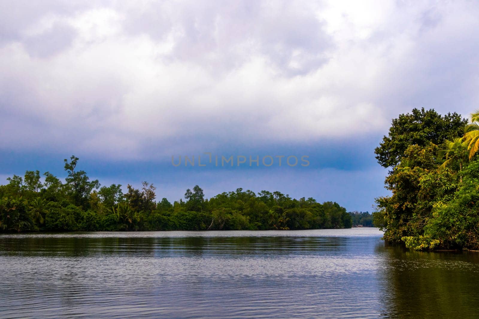 Boat safari through mangrove jungle Bentota Ganga River Bentota Beach Sri Lanka. by Arkadij