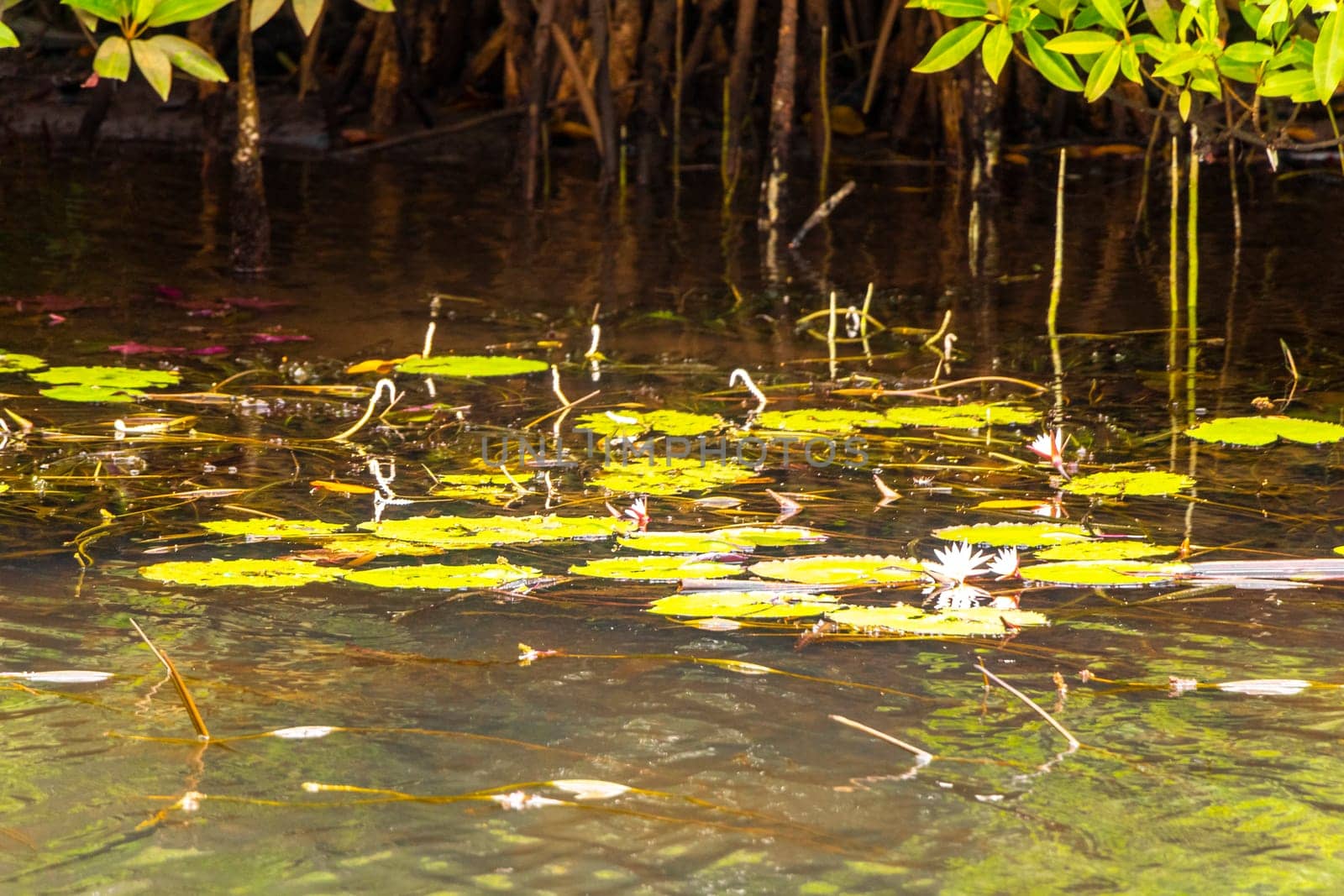 Boat safari through tropical natural mangrove jungle forest in Bentota Ganga River Lake in Bentota Beach Galle District Southern Province Sri Lanka.