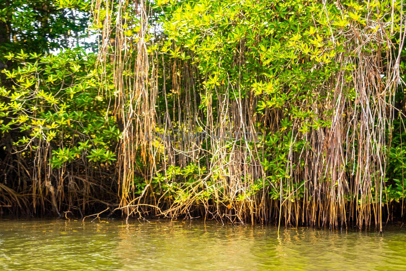 Boat safari through tropical natural mangrove jungle forest in Bentota Ganga River Lake in Bentota Beach Galle District Southern Province Sri Lanka.