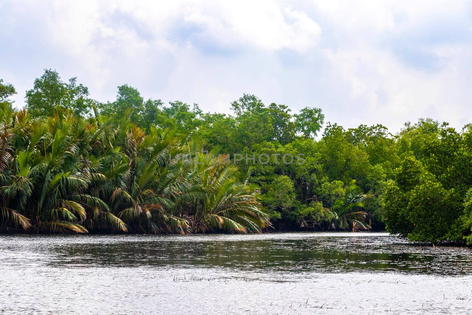 Boat safari through tropical natural mangrove jungle forest in Bentota Ganga River Lake in Bentota Beach Galle District Southern Province Sri Lanka.