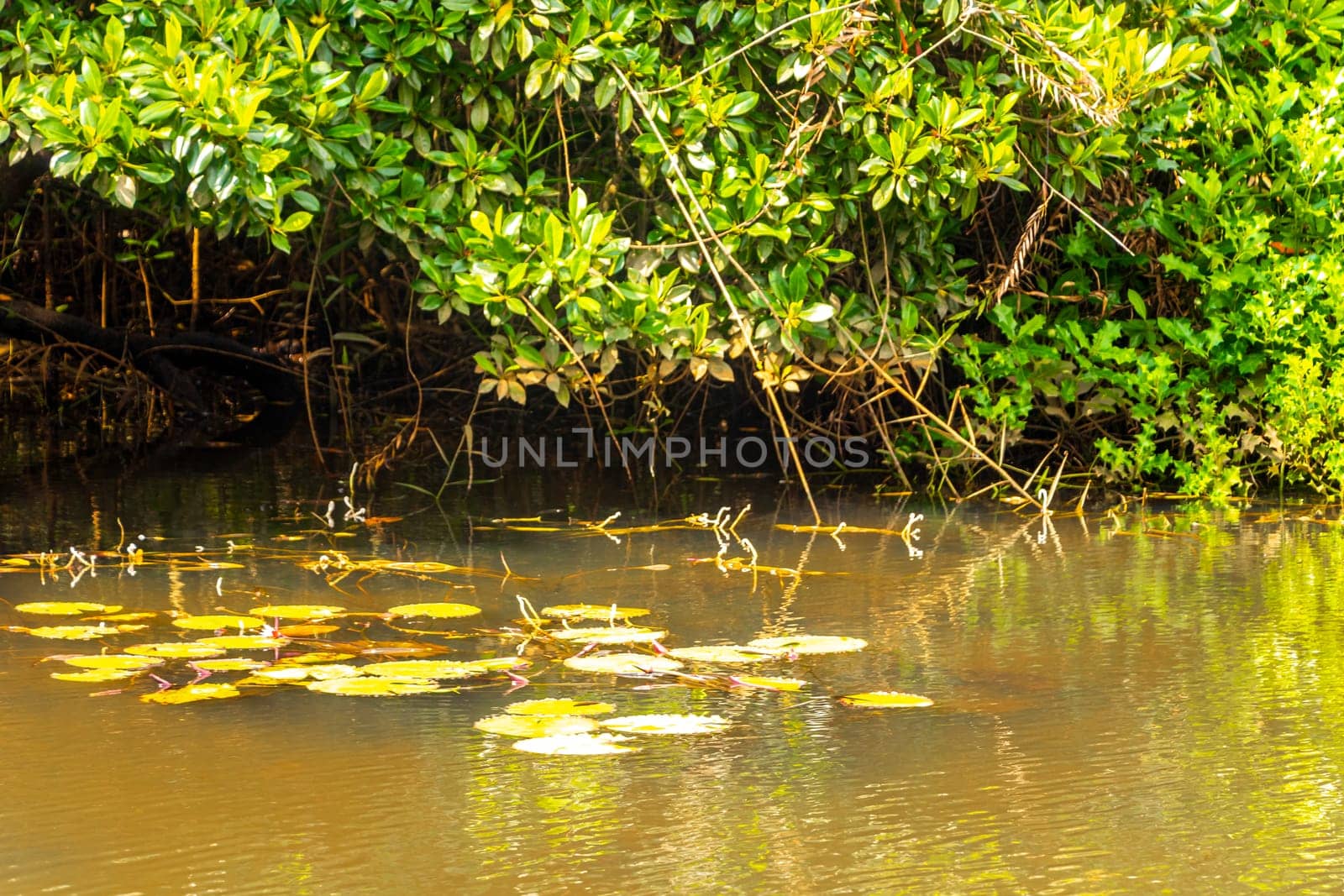 Boat safari through mangrove jungle Bentota Ganga River Bentota Beach Sri Lanka. by Arkadij